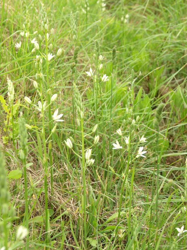 Loncomelos narbonensis